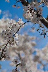 Fresh outdoor wild flowers, fresh flowers, cherry blossom plants