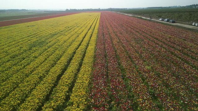 Aerial video of a field of colorful flowers, in Ashdod Israel
