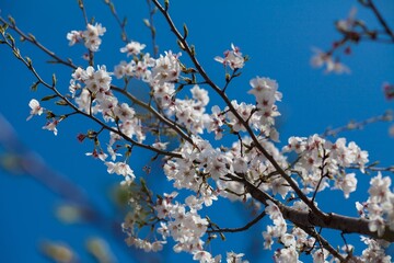 Fresh outdoor wild flowers, fresh flowers, cherry blossom plants