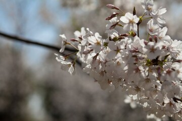 Fototapeta premium Fresh outdoor wild flowers, fresh flowers, cherry blossom plants