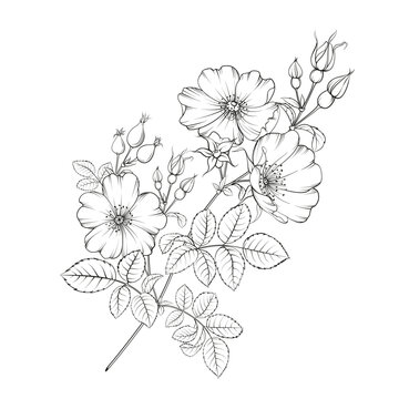 recommend clip art: Botanical illustration rosehip on white background. Hybrid tea rose