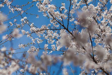 Fresh outdoor wild flowers, fresh flowers, cherry blossom plants