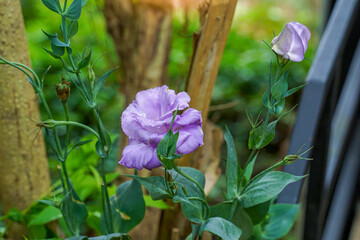 The light purple lisianthus flower is a plant in the Gentianaceae family. The flowers resemble roses and come in white, light green, light pink, light purple, dark purple, and maroon red.