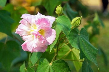 Fototapeta premium Changeable rose is a tree with special flowers. can change color at first it was white, pink during the day and before it was sprinkled with dark pink. Soft and selective focus.