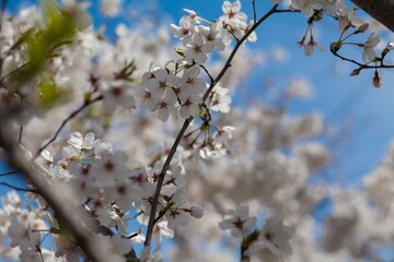 Fresh outdoor wild flowers, fresh flowers, cherry blossom plants