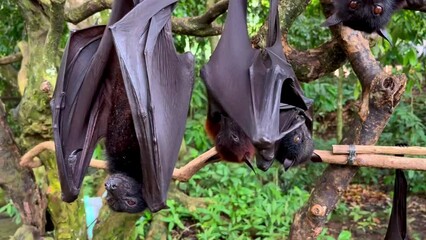 Giant fruit bats or large flying foxes - Pteropus vampyrus, Pteropus giganteus. A tourist area in Bali, Indonesia. Flying foxes in daytime. These fruit fly bats are hanging upside down in the jungle
