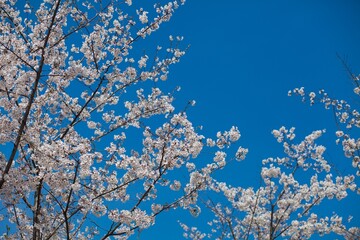Fresh outdoor wild flowers, fresh flowers, cherry blossom plants
