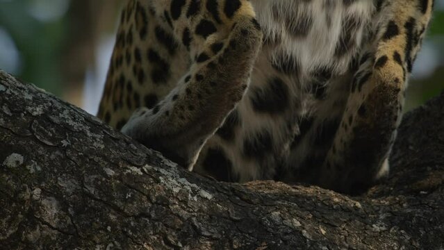 The female leopard prepares to hunt on the top of the tree