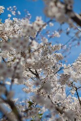 Fresh outdoor wild flowers, fresh flowers, cherry blossom plants