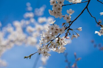 Fresh outdoor wild flowers, fresh flowers, cherry blossom plants