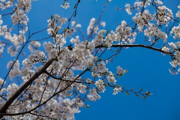 Fresh outdoor wild flowers, fresh flowers, cherry blossom plants