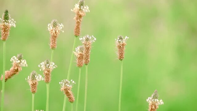 【山野草】ヘラオオバコ (箆大葉子）：Plantago lanceolata 240601-1