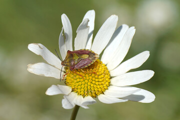 Obraz premium Close up shield bug named Carpocoris purpureipennis, family Pentatomidae on flower of ox-eye daisy, marguerite, Leucanthemum vulgare. Summer, June, France 