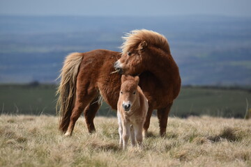 a young pony foal on the top of Dartmoor 