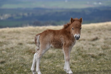 a young pony foal on the top of Dartmoor 