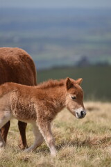 a young pony foal on the top of Dartmoor 