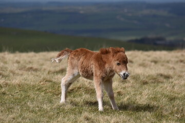 a young pony foal on the top of Dartmoor 