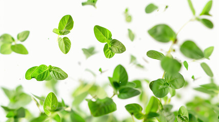 Fresh Oregano Leaves Floating on White Background