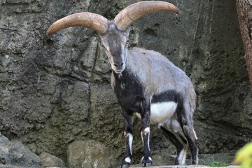 スーチョワンバーラル