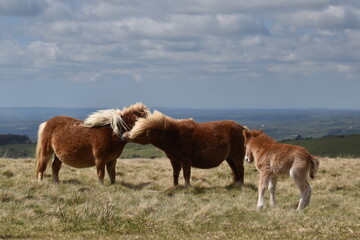 Fototapeta premium a young pony foal on the top of Dartmoor 