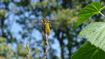 dragonfly on a branch