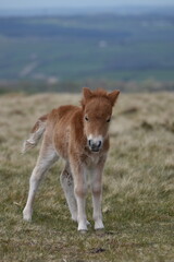 a young pony foal on the top of Dartmoor 