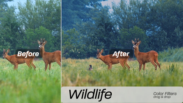 Wildlife Color Filters 