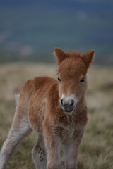 Fototapeta premium a young pony foal on the top of Dartmoor 