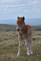 a young pony foal on the top of Dartmoor 