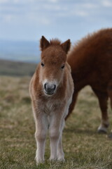 a young pony foal on the top of Dartmoor 