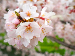 春爛漫の桜