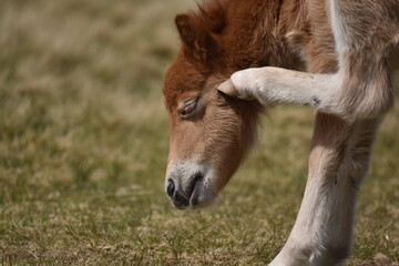 a young pony foal on the top of Dartmoor 