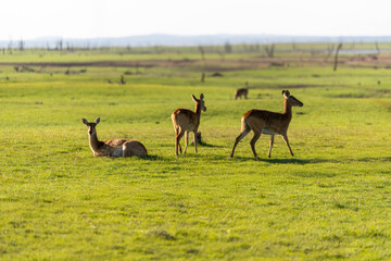 View of the gazelle on the lawn