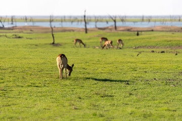 View of the gazelle at the riverside
