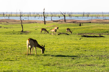 View of the gazelle at the riverside