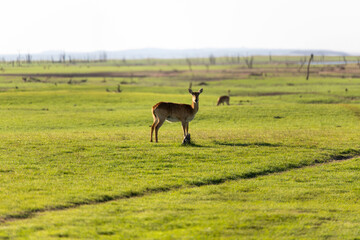 View of the gazelle on the lawn