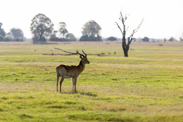 View of the gazelle on the lawn