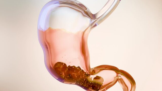 Human Stomach Anatomy Digestion, esophagus abdomen gastric with acid digestive, stomach wall contraction, internal organ, Gastric gut, process of break down the food, nutrition concept, 3D reander