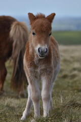 a young pony foal on the top of Dartmoor 