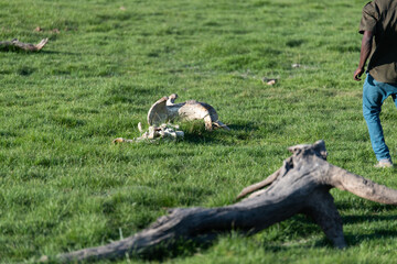 The bone of an elephant on the green field