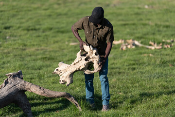The bone of an elephant on the green field