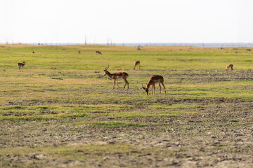 View of the gazelle on the meadow