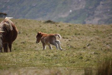 a young pony foal on the top of Dartmoor 
