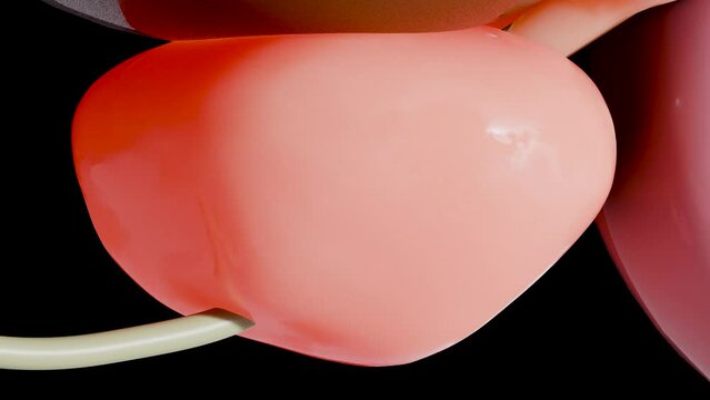 Benign prostatic, Enlargement and inflammation of the prostate, hypertrophy, hyperplasia (BPH), male reproductive system, bladder anatomy, urology, enlarged prostate gland, Prostatitis, 3d render