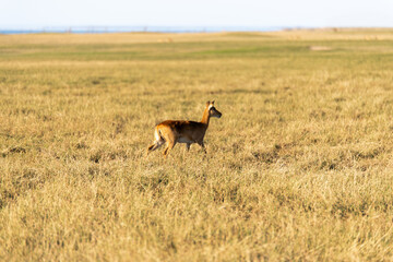 View of the gazelle on the meadow