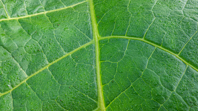 Super macro close-up of fresh tobacco leaves. wrinkles from a tobacco leaf, leaf veins, fresh green tobacco leaves