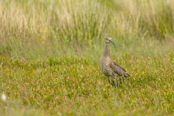 Fototapeta premium Curlew, Scientific name, Numenius Arquata. Adult Eurasion Curlew stood on managed grouse moorland in summer, Yorkshire Dales, taken from car window, bean bag, long lens. Horizontal. Copyspace