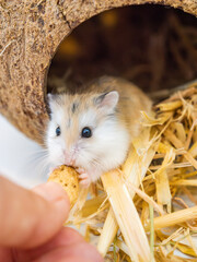 Roborovski hamster - dwarf hamster and a human hand holding a peanut. Nutrition of rodents living in cages, animal protection. Small rodents, inhabitants of the desert.