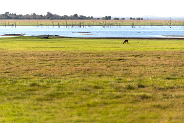 View of the gazelle at the riverside
