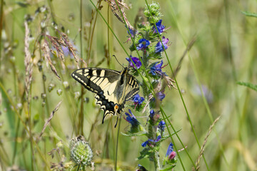 Old World Swallowtail or common yellow swallowtail (Papilio machaon) sitting on blueweed in Zurich, Switzerland